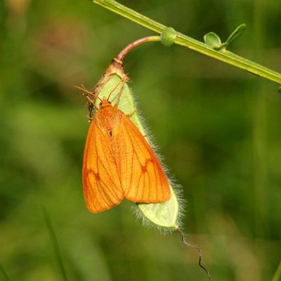 Roodbandbeer, Diacrisia-san.jpg